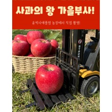 가을사과 [부사]  10kg 40과 [소과]